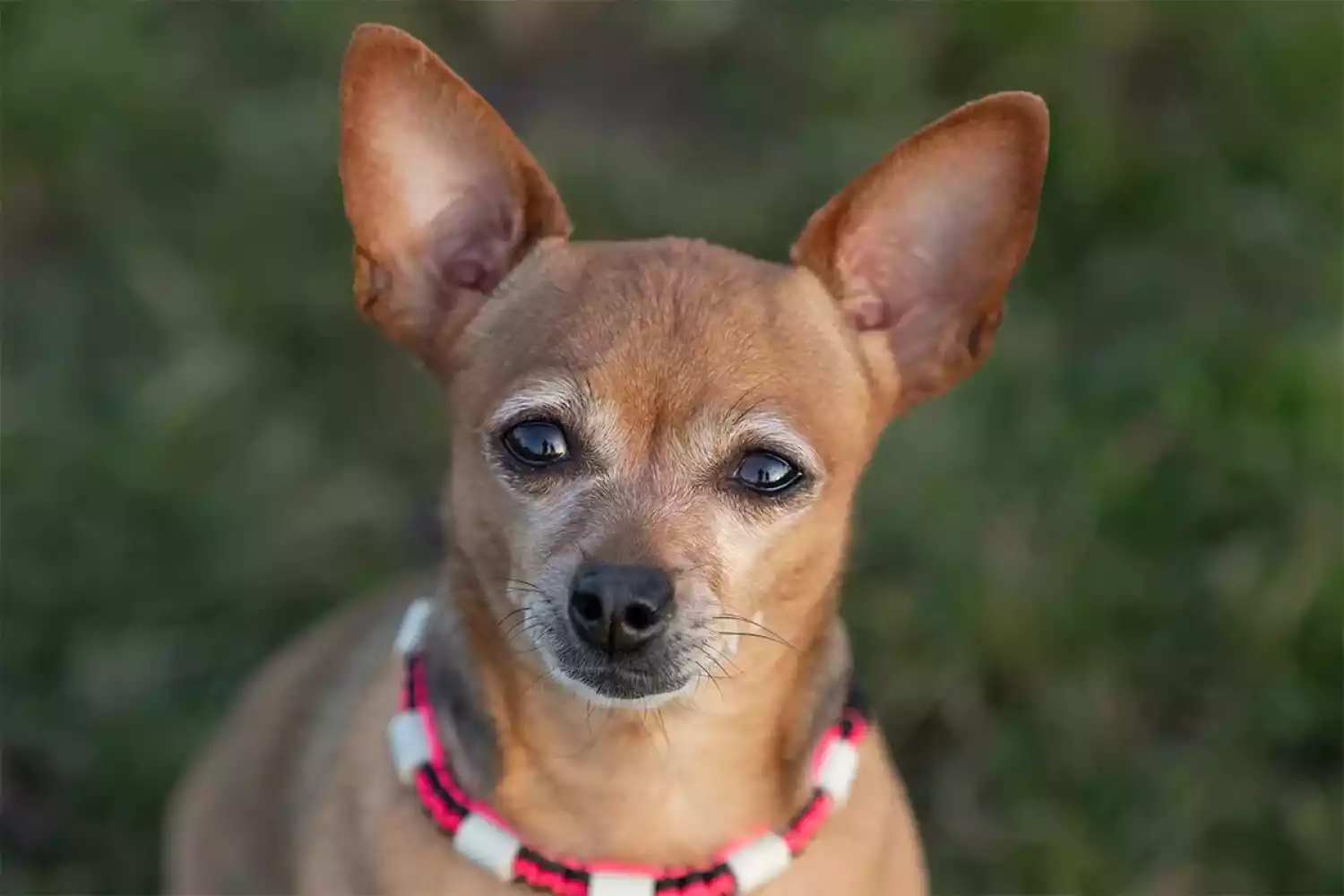 seresto halsband giftig fr kinder SERESTO BAYER Halsband fr Hunde gegen Flhe, Zecken und Luse