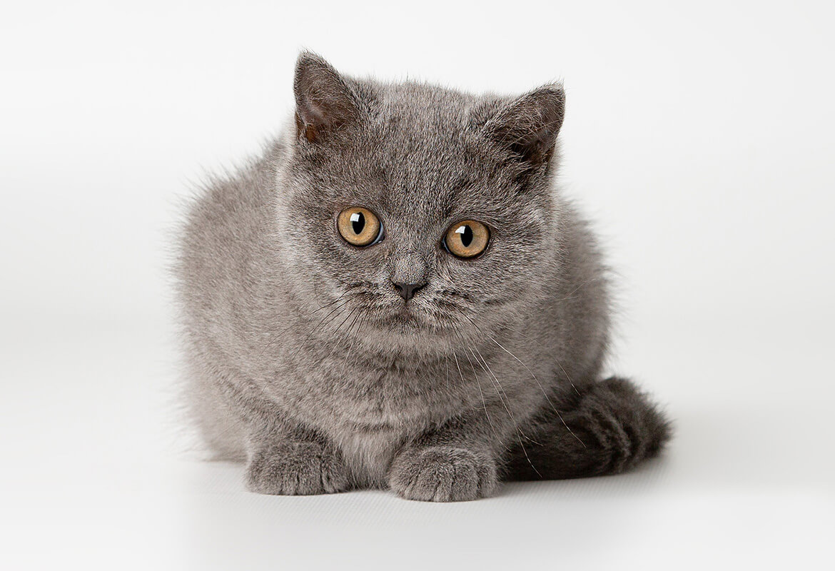 Graue Katze sitzt und schaut in die Kamera